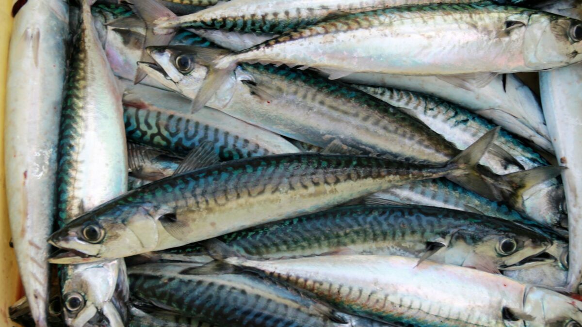 gray fish lot