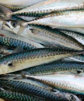 gray fish lot