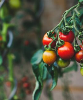 red and green oval fruits