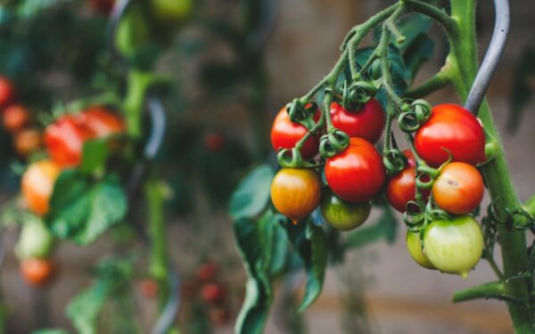 red and green oval fruits