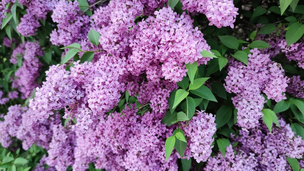 pink flowers with green leaves