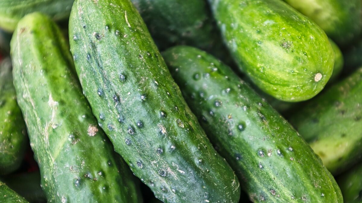 green cucumber lot