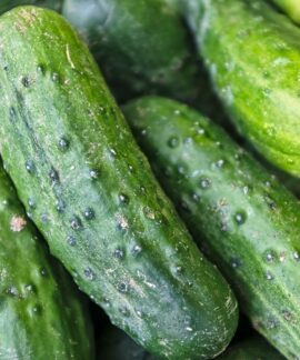 green cucumber lot