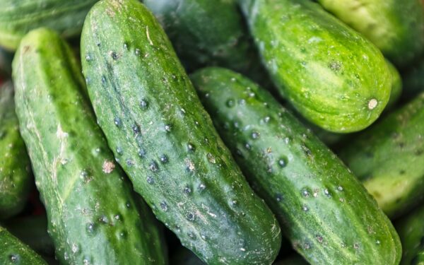 green cucumber lot