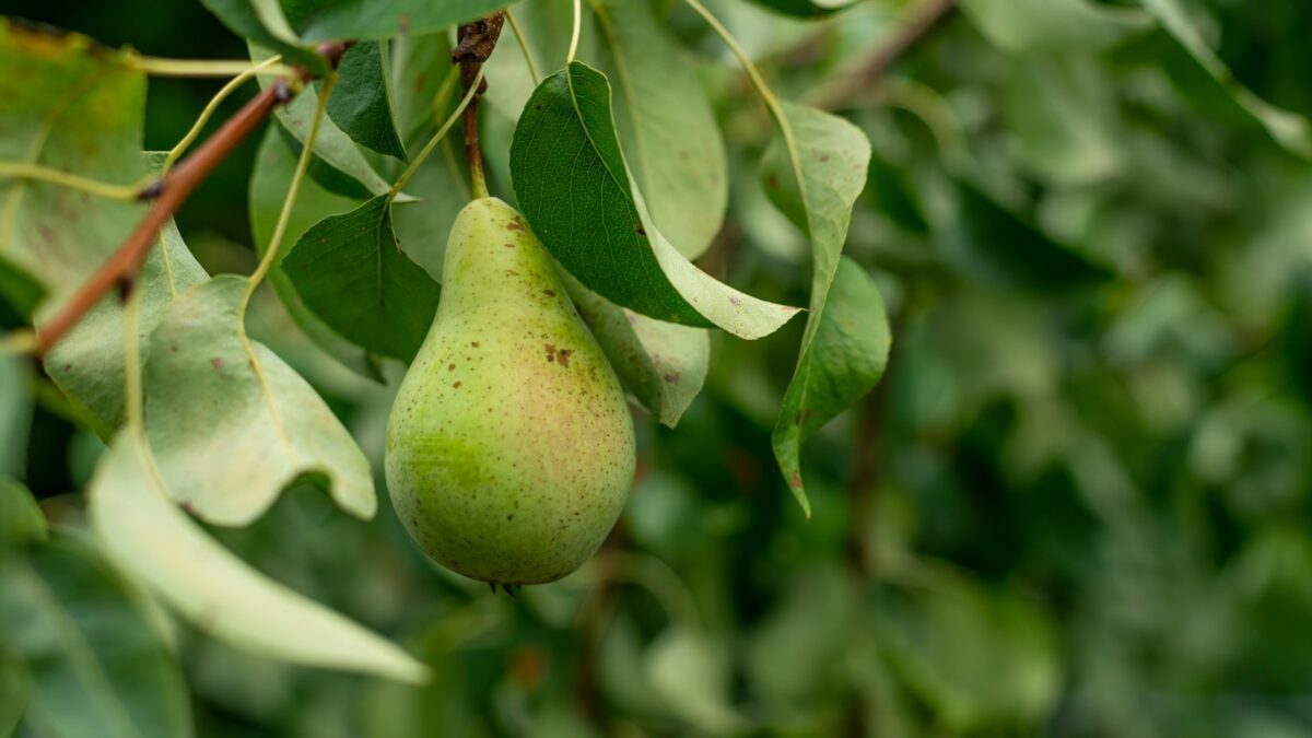 green avocado fruit