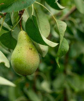 green avocado fruit