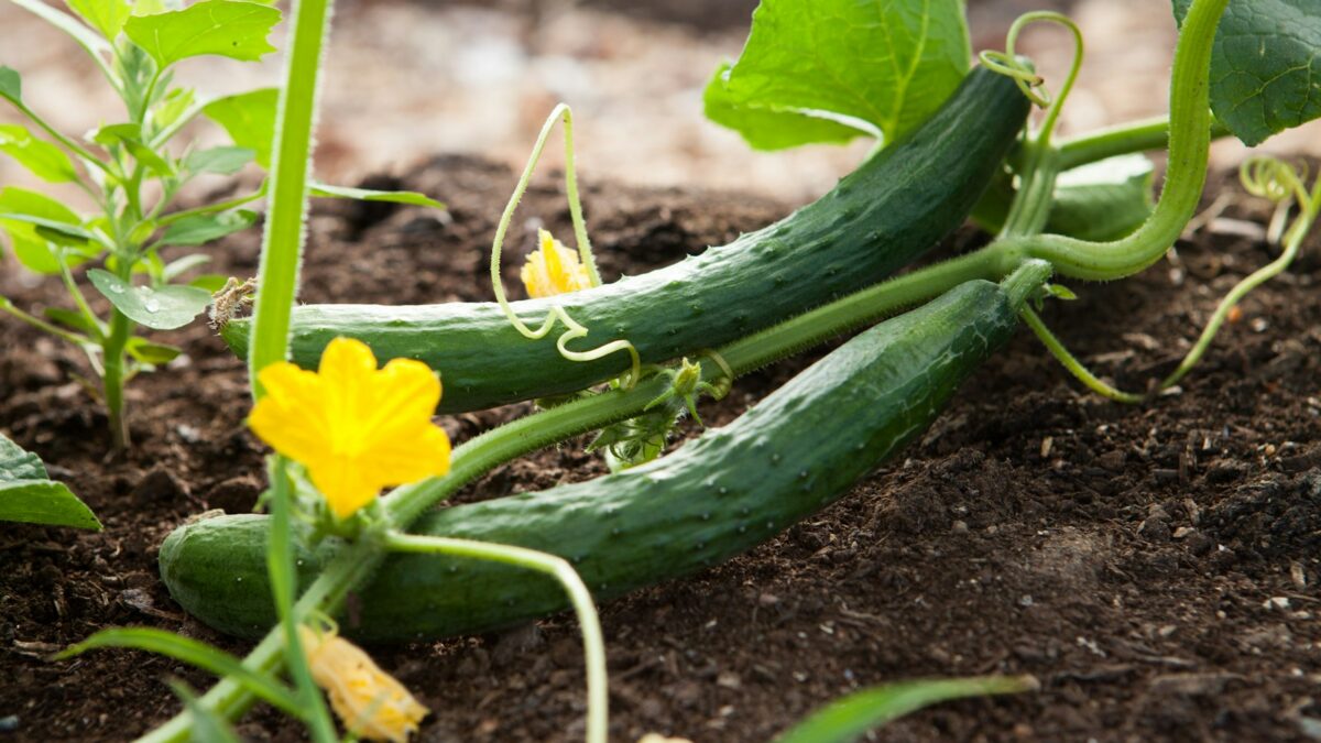 two green vegetables