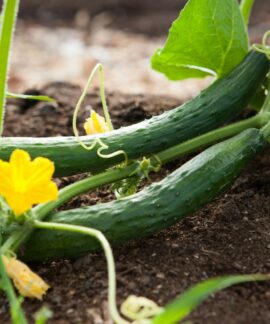 two green vegetables