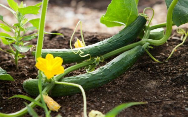 two green vegetables