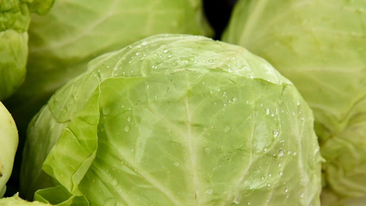 green leaf vegetable in close up photography