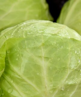 green leaf vegetable in close up photography