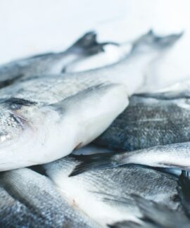 pile of gray fishes