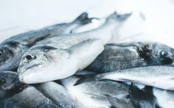 pile of gray fishes