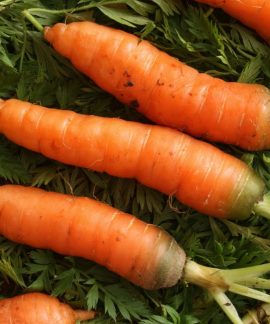 Morkos. Canva nuotr.