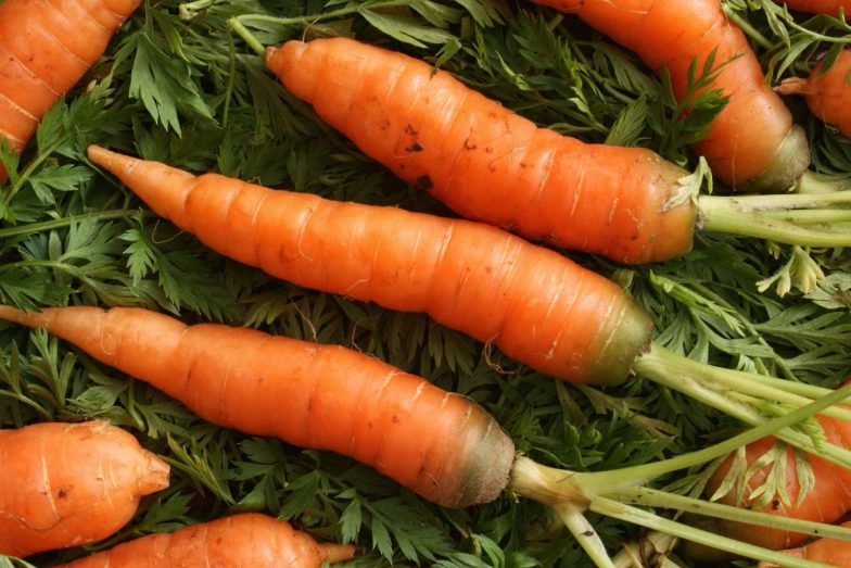 Morkos. Canva nuotr.