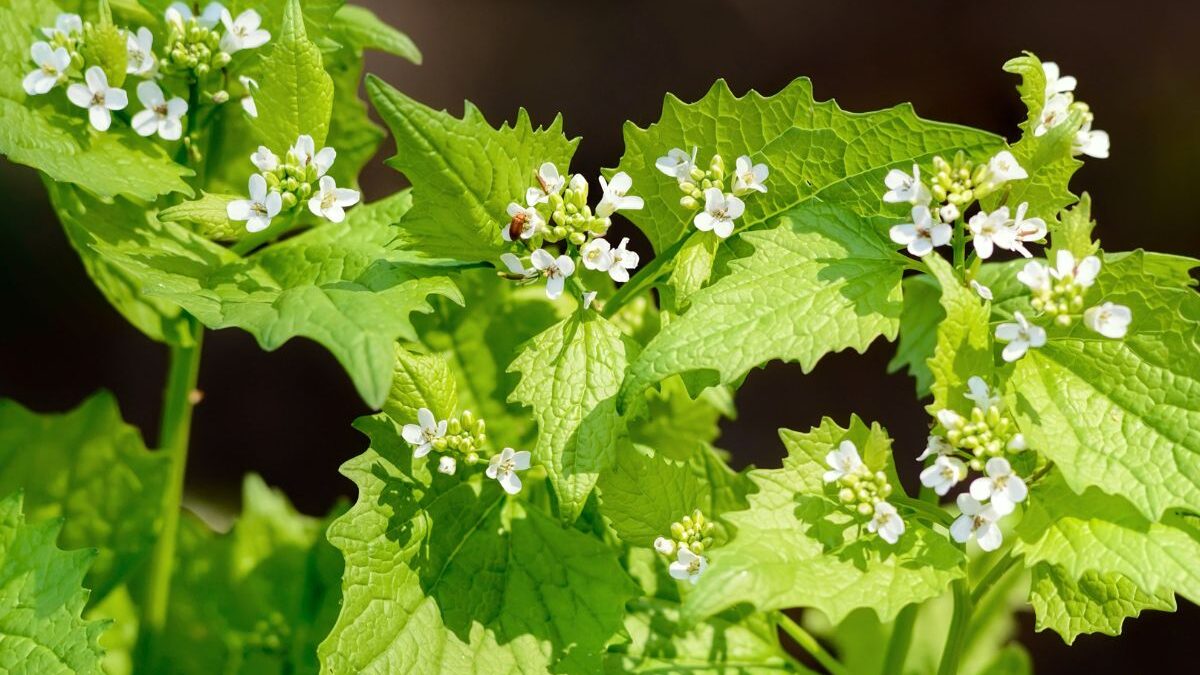 Vaistinė česnakūnė. Canva nuotr.