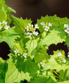 Vaistinė česnakūnė. Canva nuotr.