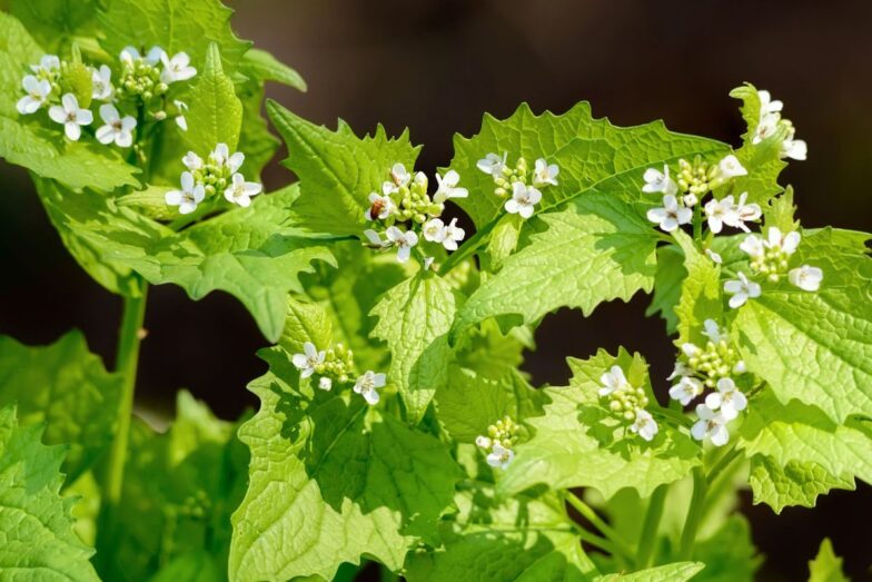 Vaistinė česnakūnė. Canva nuotr.