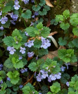 Šliaužiančioji tramažolė. Canva nuotr.