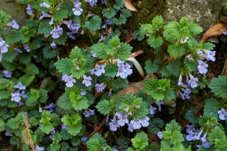 Šliaužiančioji tramažolė. Canva nuotr.