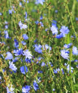 Paprastoji trūkažolė. Canva nuotr.