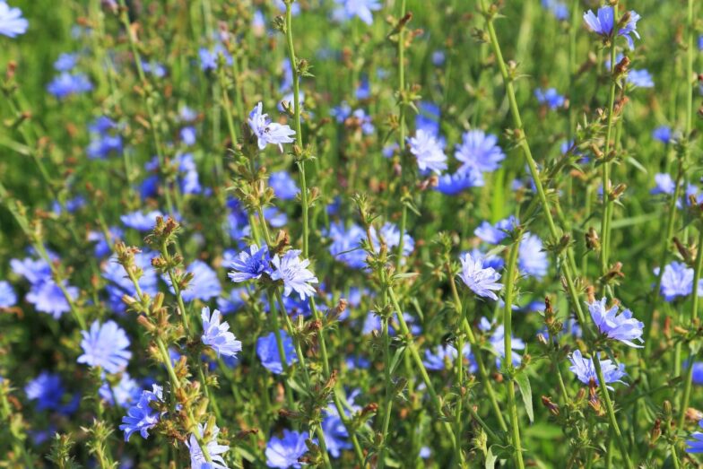 Paprastoji trūkažolė. Canva nuotr.