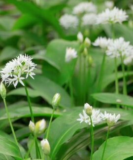 Meškinis česnakas. Canva nuotr.