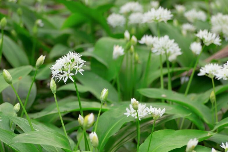 Meškinis česnakas. Canva nuotr.