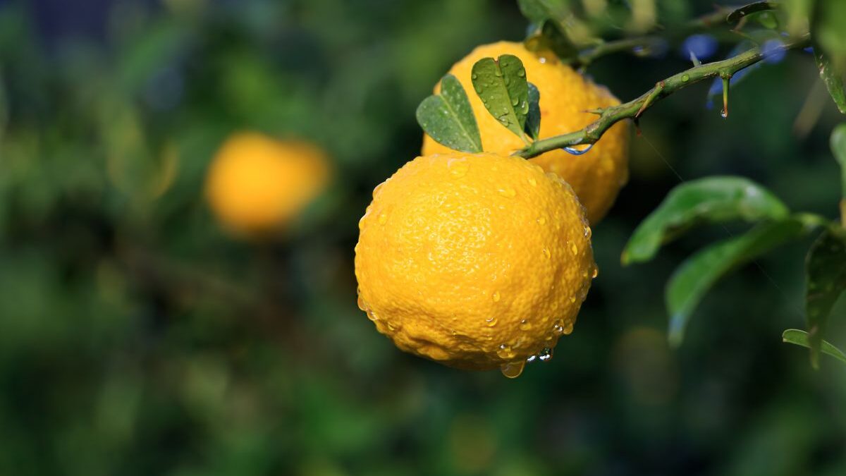 Yuzu. Canva nuotr.