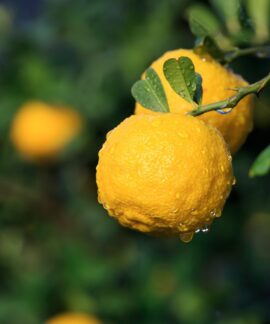 Yuzu. Canva nuotr.