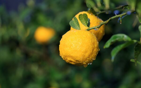 Yuzu. Canva nuotr.