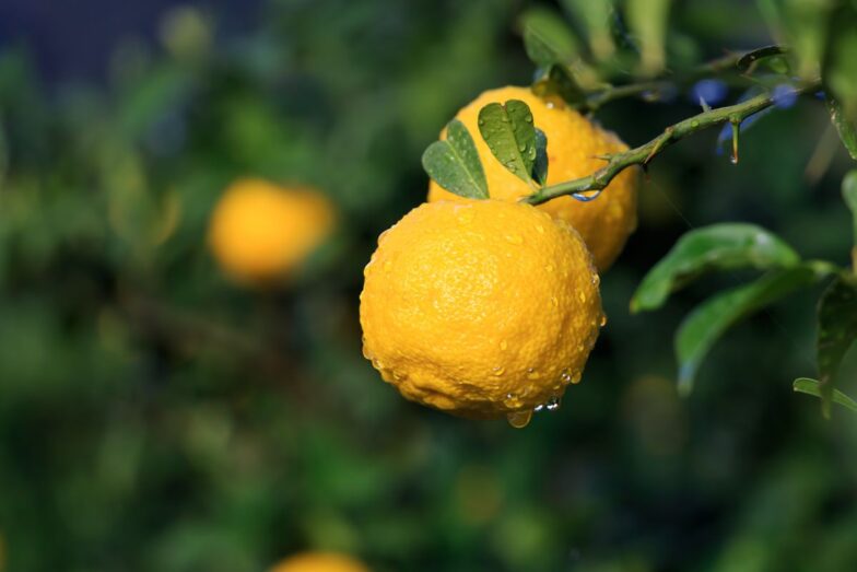 Yuzu. Canva nuotr.