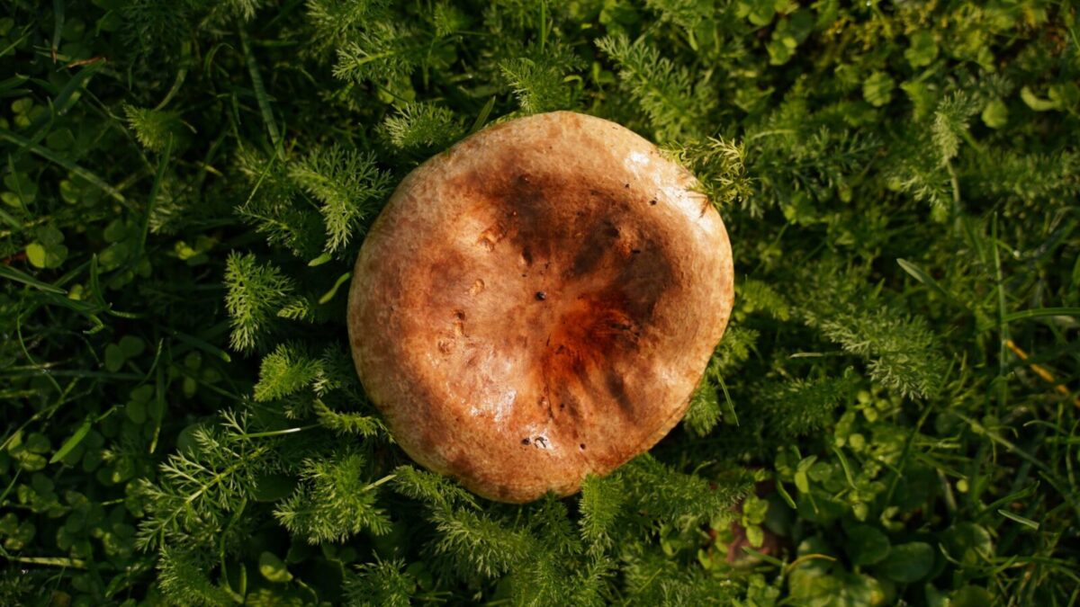Gelsvieji piengrybiai. Pexels nuotr.