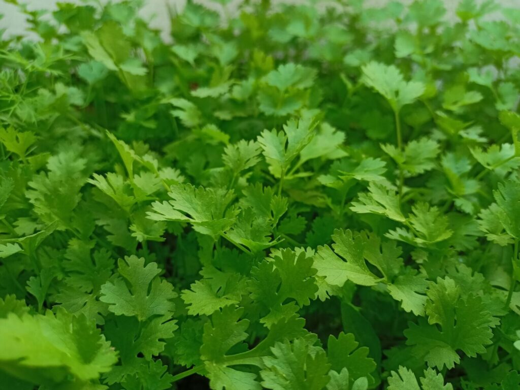 Kalendra. Pexels nuotr.
