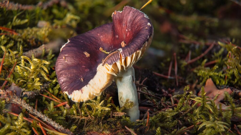 Gelsvieji piengrybiai. Pexels nuotr.