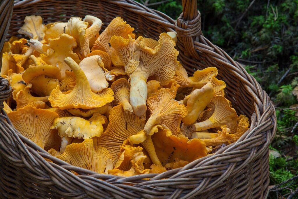 Voveraitės. Pixabay nuotr.