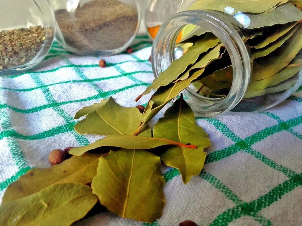 Lauro lapai. Pixabay nuotr.