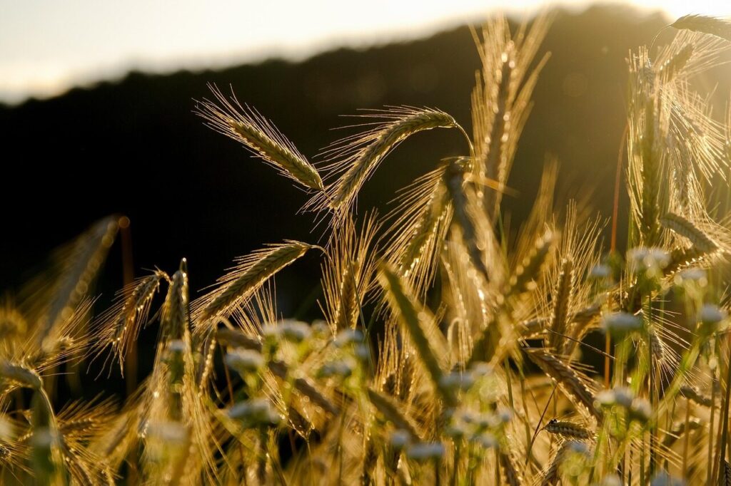 Rugiai. Pixabay nuotr.