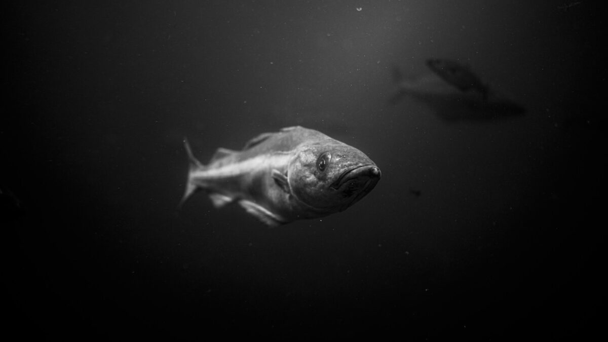Ledjūrio menkė. Unsplash nuotr.