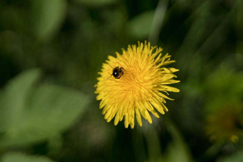 Pienės. Unsplash nuotr.