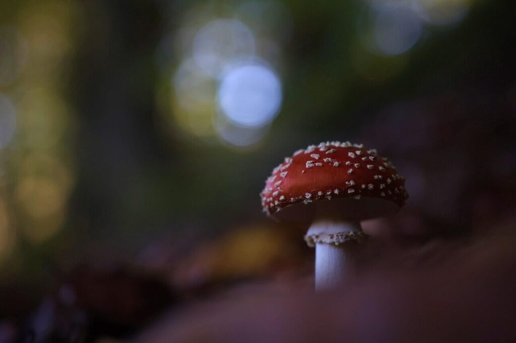 Grybai. Pixabay nuotr.