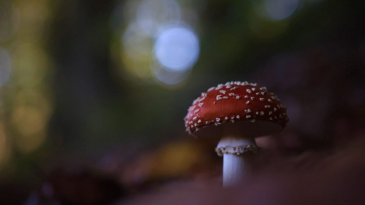 Grybai. Pixabay nuotr.